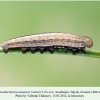 pseudochazara mamurra talysh larva l3